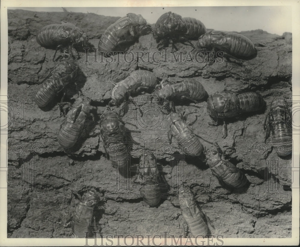 1953 Press Photo Cicada grubs gather on a tree in various stages of development - Historic Images