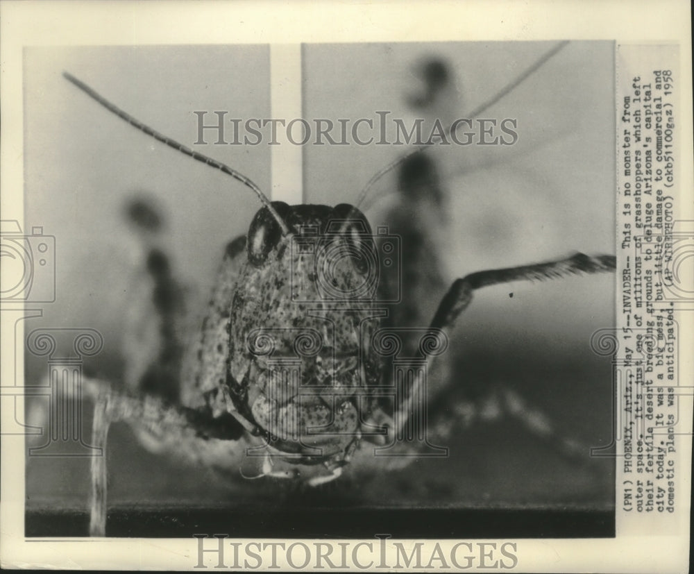 1958 Press Photo Close up of a Grasshopper in Phoenix, Arizona - mjb79109- Historic Images