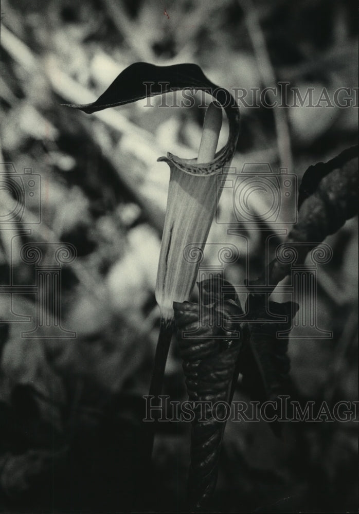 1979 Press Photo Jack-in-the-pulpit, Rush Creek Bluff, Wisconsin - mjb80115 - Historic Images