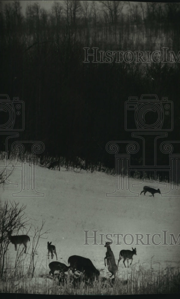 1994 Press Photo Deer at the South Eden Preserve come out of woods to eat corn - Historic Images