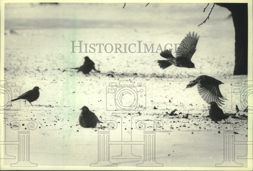 1983 Press Photo Robins fed on berries in Estabrook Park - mjb81157 - Historic Images