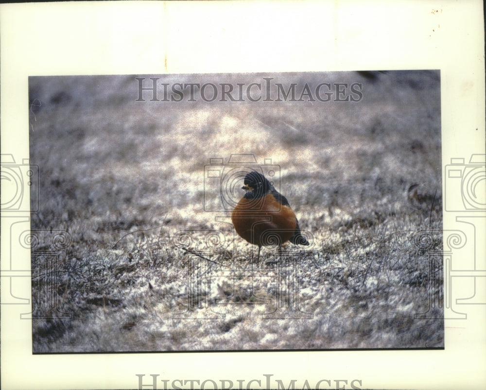 1994 Press Photo Robin at Minooka Park in Waukesha - mjb81158 - Historic Images