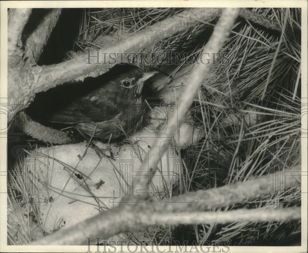 1971 Press Photo Robin in snow covered pine needles in Kaukauna - mjb81163 - Historic Images