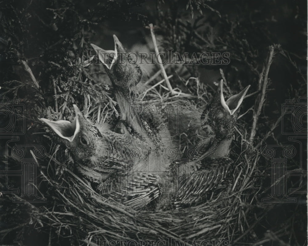 1982 Baby robins wait for dinner in nest in West Baraboo - Historic Images
