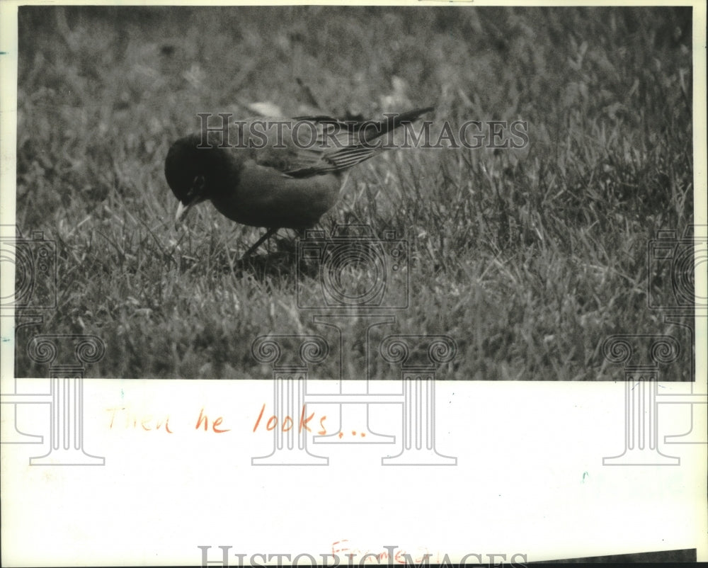 1993 Press Photo Robin at Whitnall Park - mjb81173 - Historic Images