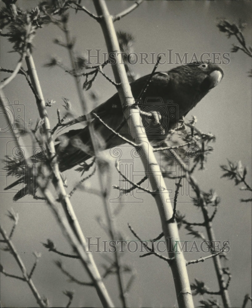 1984 Parrot sitting in a tree - Historic Images