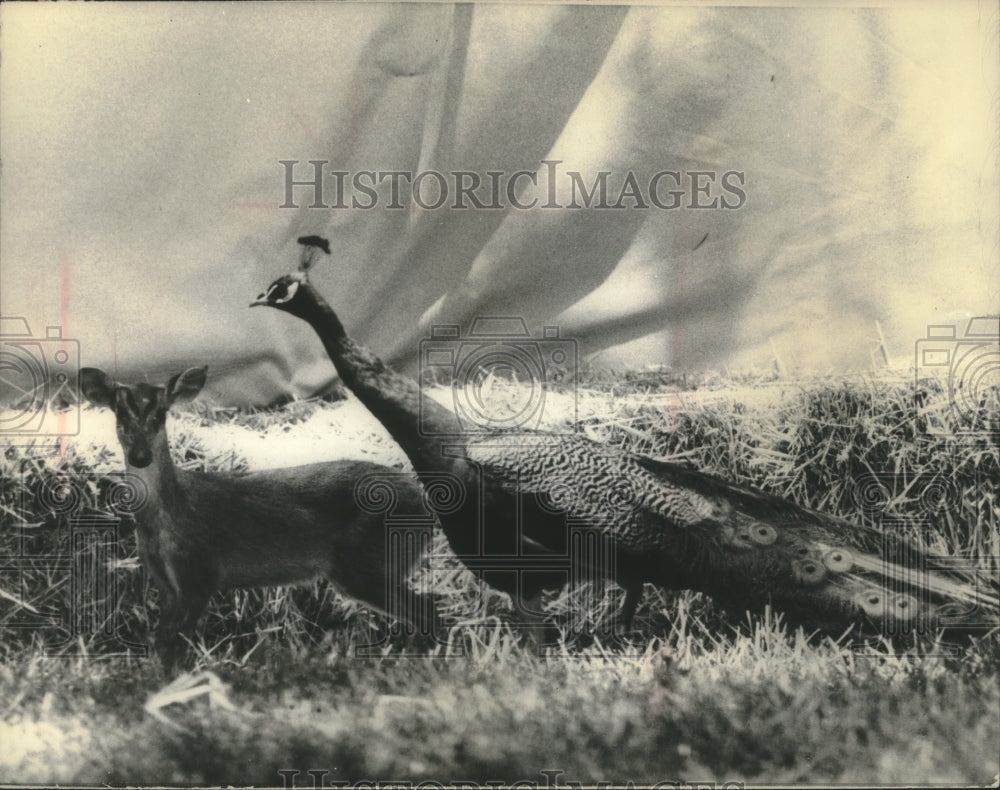 1966 Barking deer and peacock , Washington DC - Historic Images