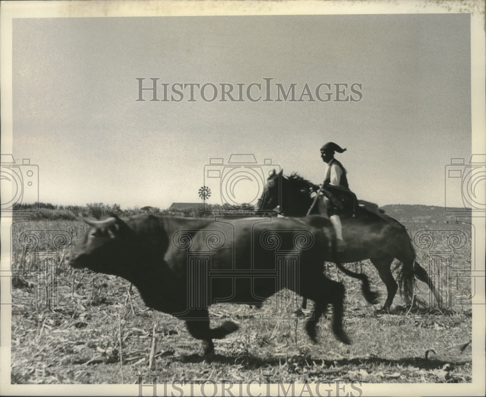1954 Portugal, Rounding up an irritable bull is an exciting affair-Historic Images