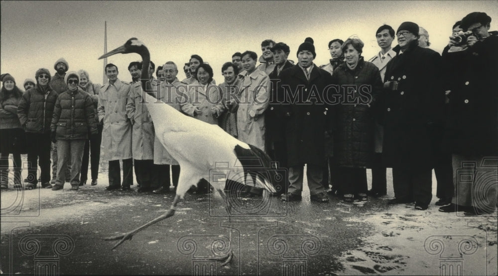 1984 Kaiku, a red-crowned crane strutted in front of Chinese group - Historic Images