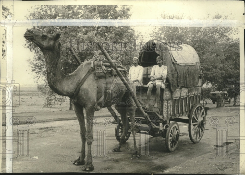 1936 Camel hitched to wagon in India, controlled by a string - Historic Images