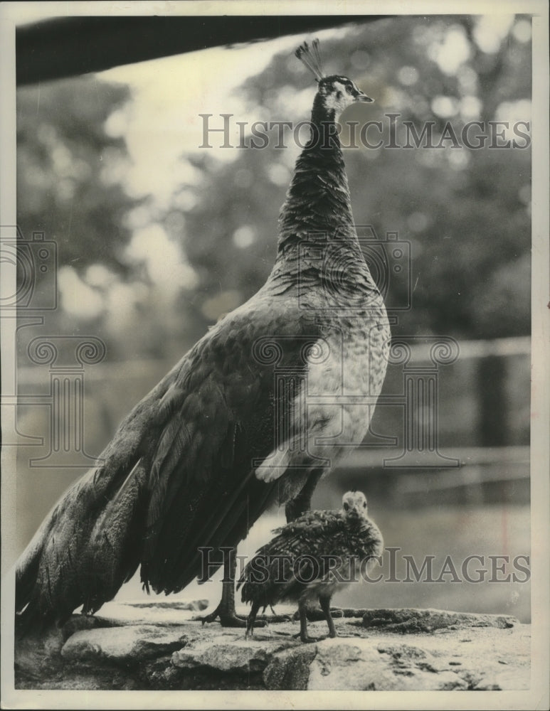 1959 Press Photo A Little Peafowl And Mother At Memphis Zoo - mjb82889 - Historic Images