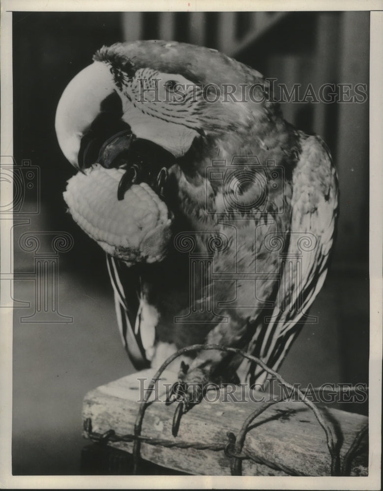 1952 Sandy, a macaw, eating corn on the cob-Historic Images