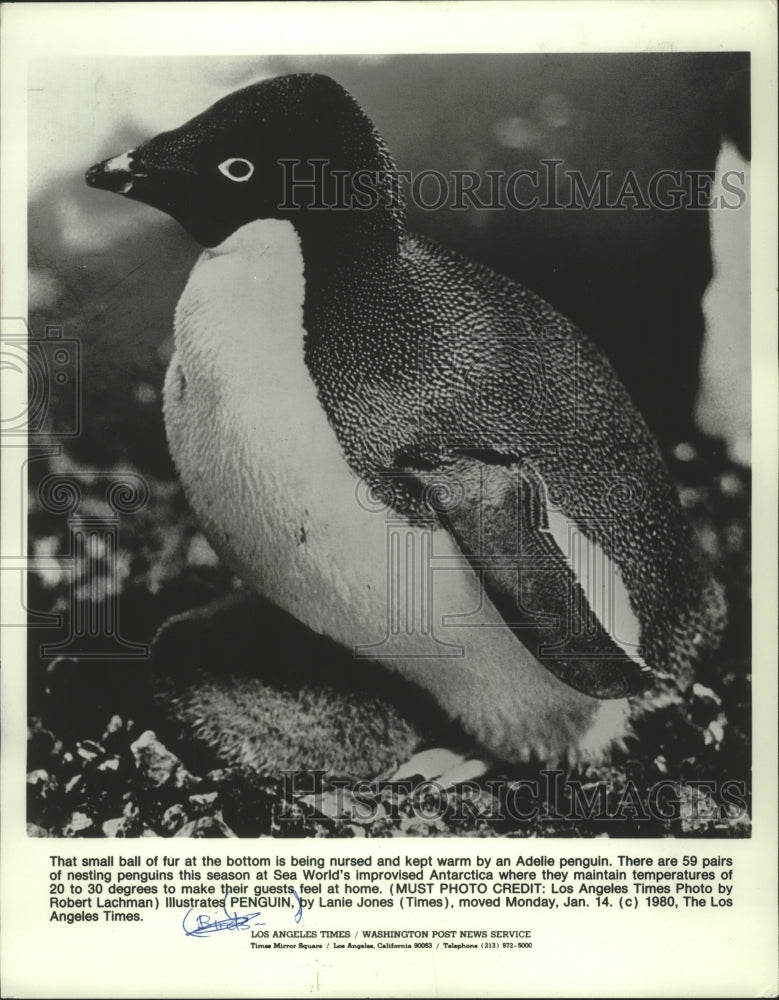 1980 Small Ball of Fur Being Nursed &amp; Kept Warm by an Adelle Penguin-Historic Images