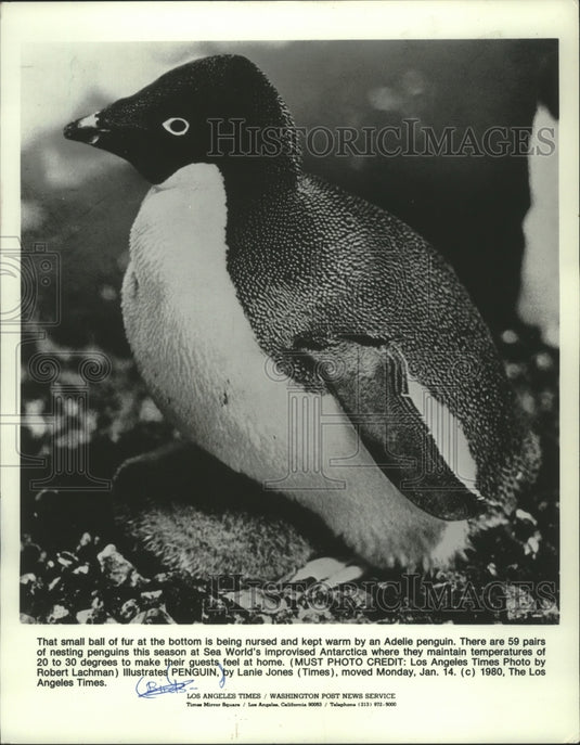 1980 Small Ball of Fur Being Nursed & Kept Warm by an Adelle Penguin-Historic Images