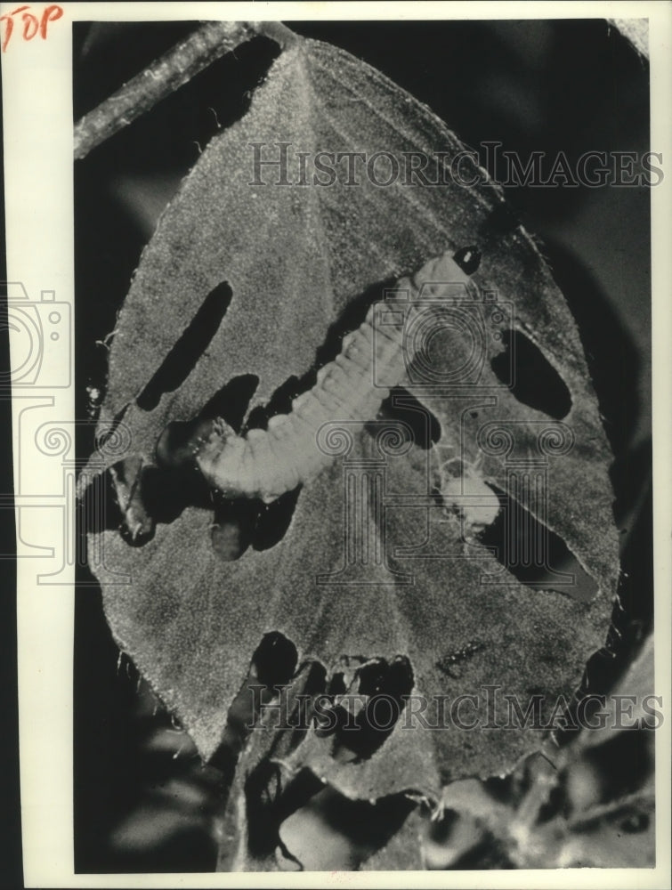 1990 Alfalfa weevil in its larval stage while eating away a plant-Historic Images