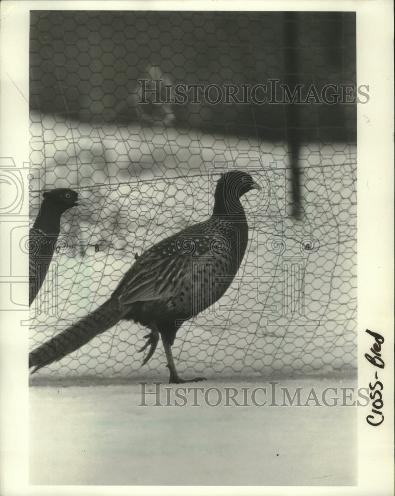 1987 Press Photo Crossbreed Sichuan pheasants crossing field of snow - Historic Images