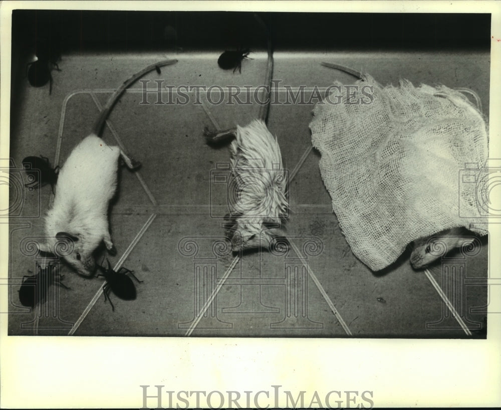1982 mice are experimented with repellents against vinchucas - Historic Images