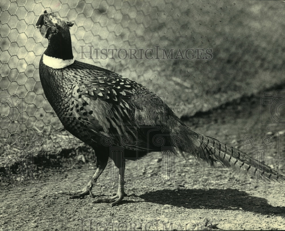 1988 Richard Prihoda&#39;s pheasants ordered removed by Franklin zoning-Historic Images