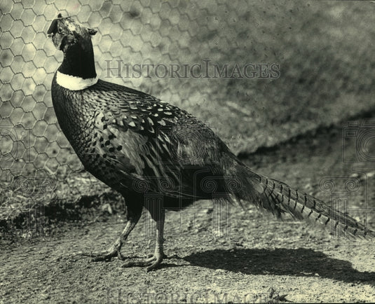 1988 Richard Prihoda's pheasants ordered removed by Franklin zoning-Historic Images