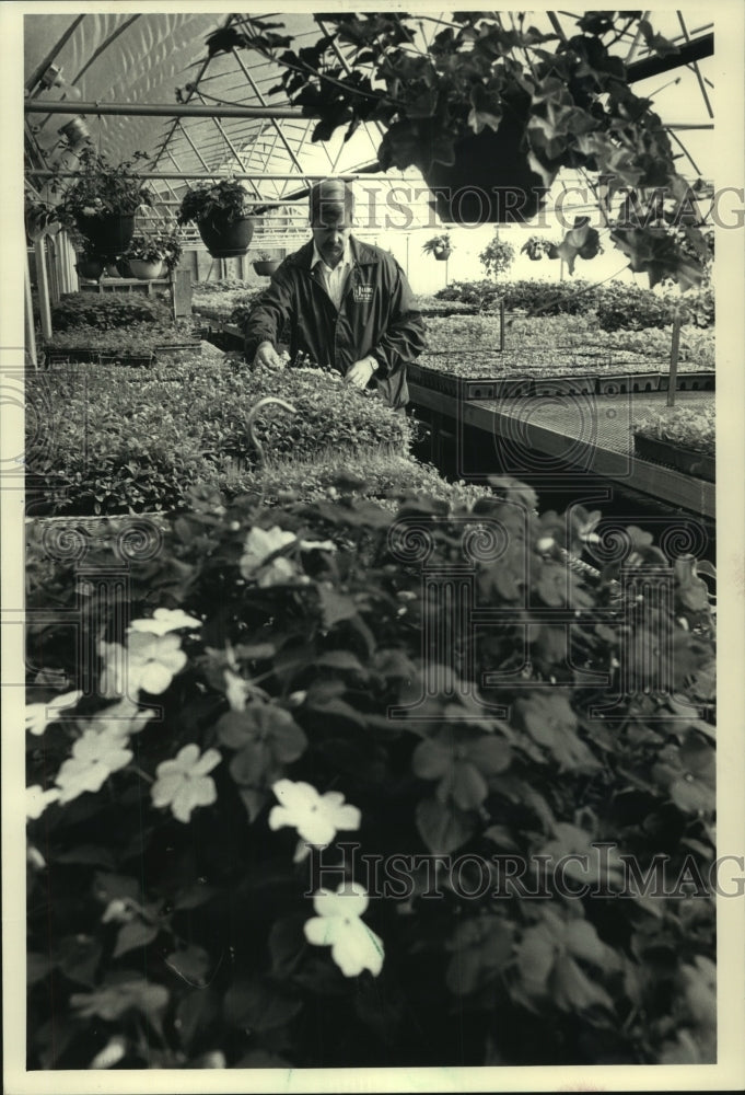 1987 Dick Zondag, J.W. Jung Seed Co. greenhouse, Randolph Wisconsin - Historic Images