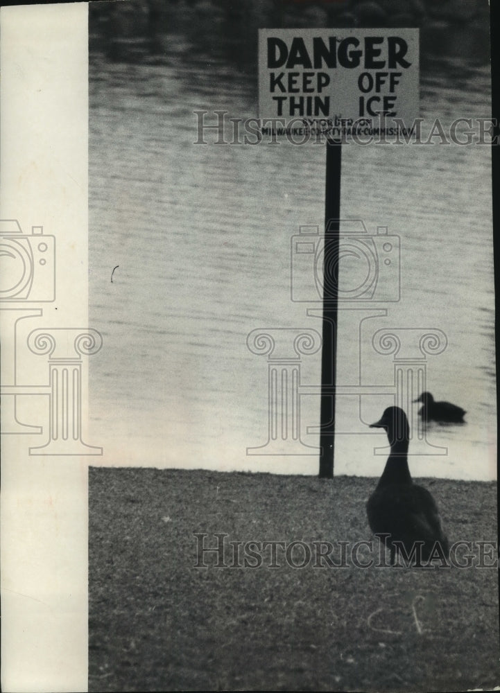 1959 Press Photo Ducks Near Sign At Edge Of Juneau Park Lagoon - mjb84784-Historic Images