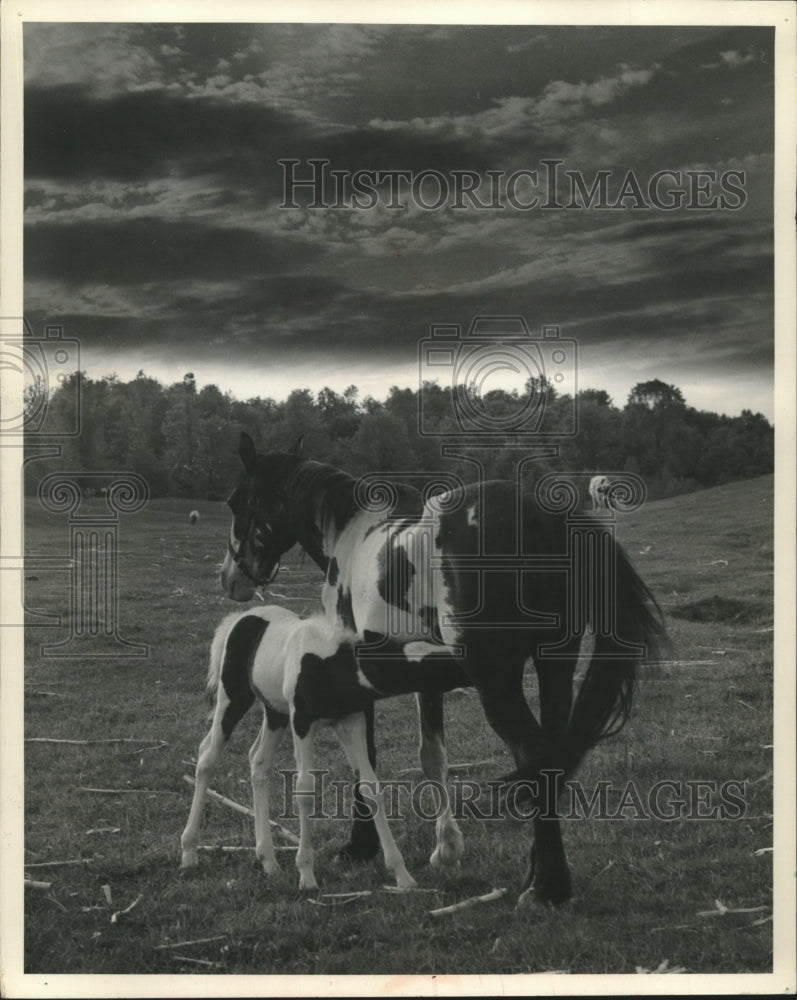 1957 Press Photo Breakfast time for a late season colt near Dudley, Wisconsin - Historic Images