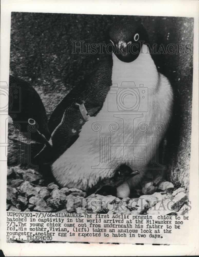 1966 Press Photo The first Adelie penguin hatched in captivity at Milwaukee Zoo - Historic Images