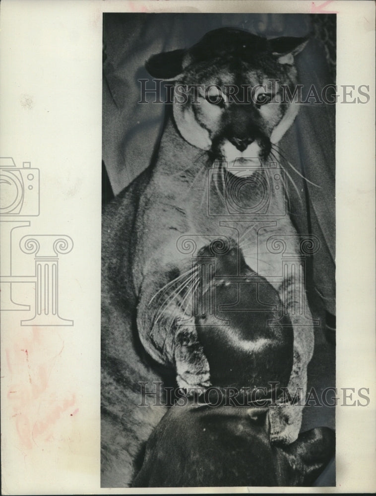Seba South American puma, Easter harbor seal Natural Science museum-Historic Images