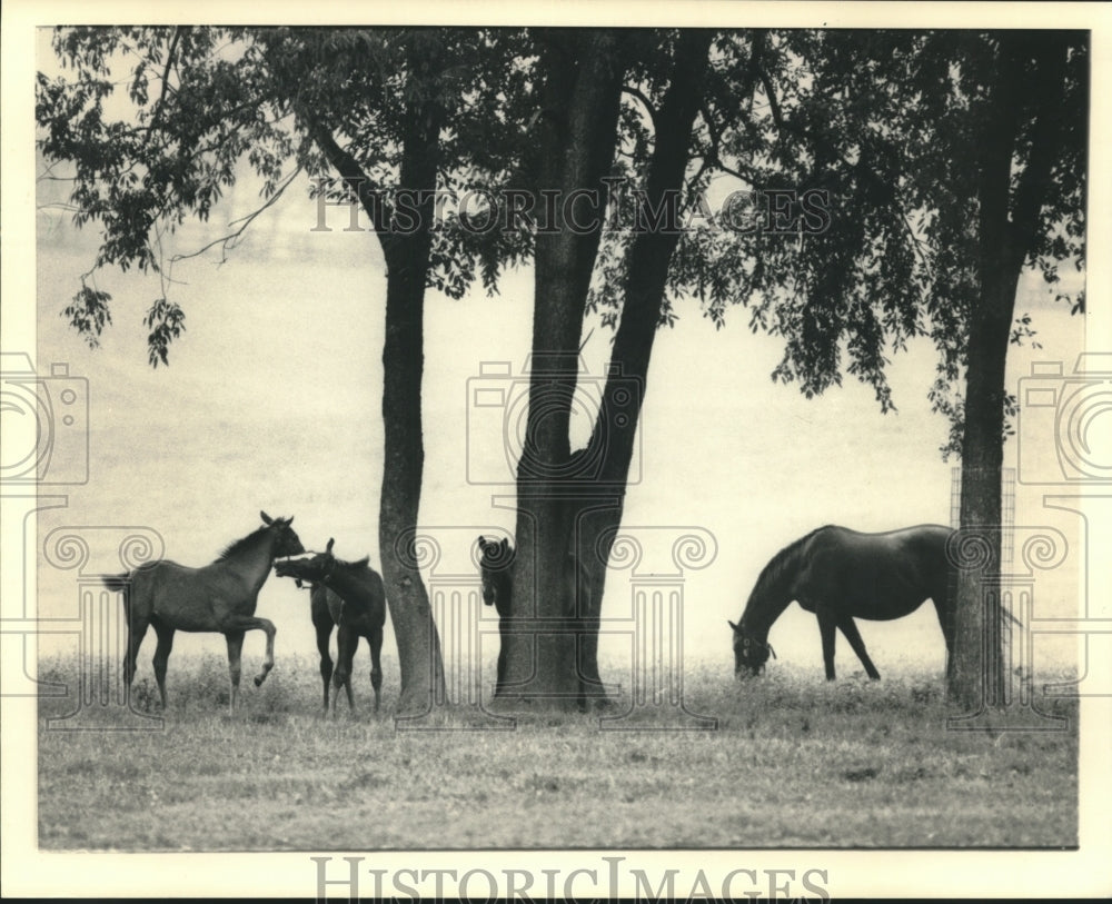1986 Horses on Tom Gentry Farm in Fayette County, Kentucky - Historic Images