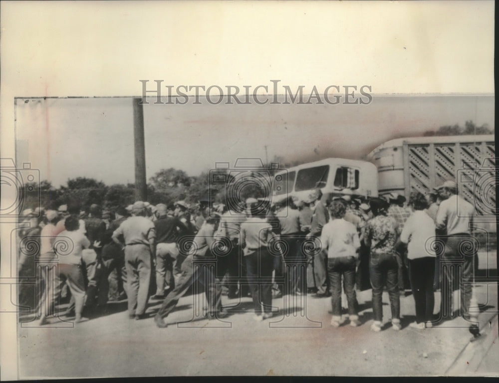 1964 livestock truck blocked from Chippewa Falls packing plant-Historic Images