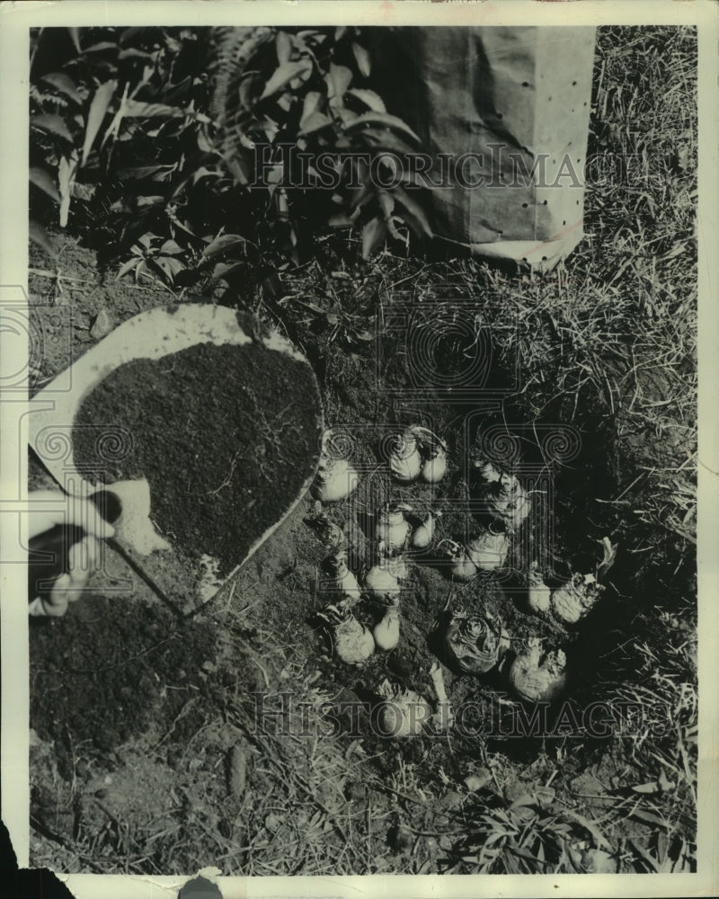 Press Photo Planting bulbs in the ground - mjb86445 - Historic Images