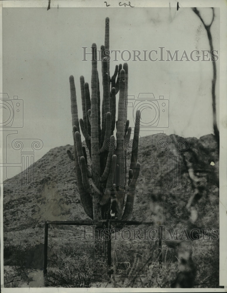 1934 Press Photo Cactus in the desert near Phoenix is largest in the world- Historic Images