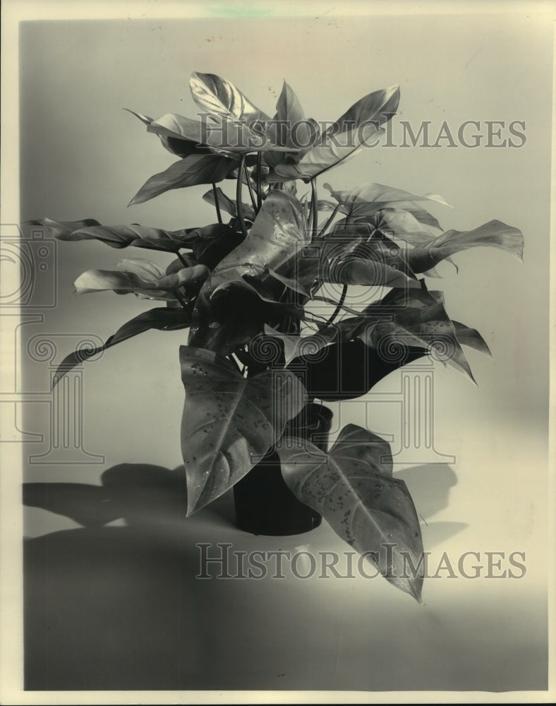 1984 Press Photo This philodendron is among plants that clean the air. - Historic Images