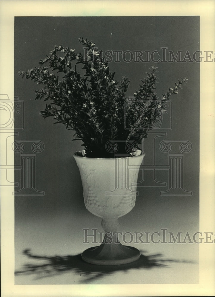 1984 Winter savory a slow growing perennial herb member mint family. - Historic Images