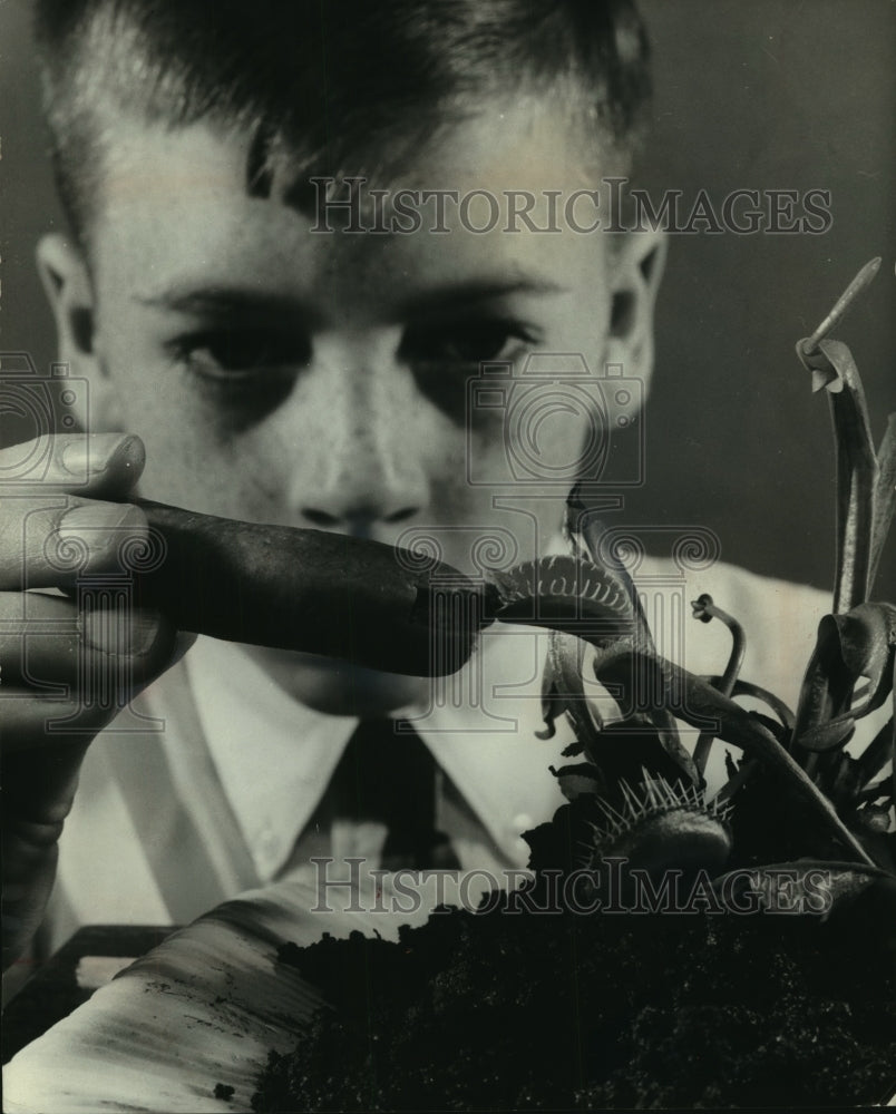 1965 Jimmy Pennock, feeding a meat eating Venus fly trap plant.-Historic Images