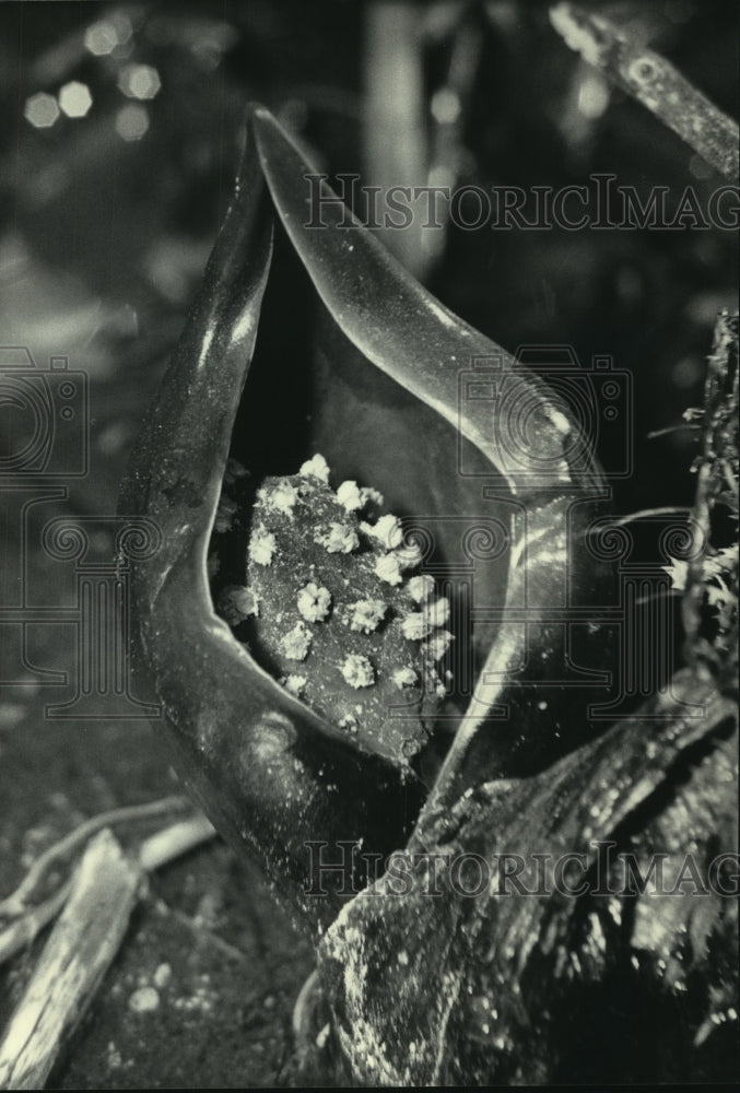 1984 Pictured, a skunk cabbage or skunk weed on hillside, Waukesha.-Historic Images