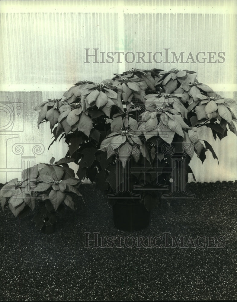 1992 A large and small poinsettia-traditional Christmas plant-Historic Images