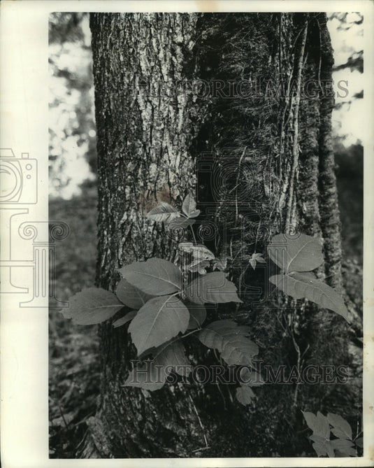1964 Press Photo Poison Ivy vine sprouts huge leaves. - mjb86749 - Historic Images