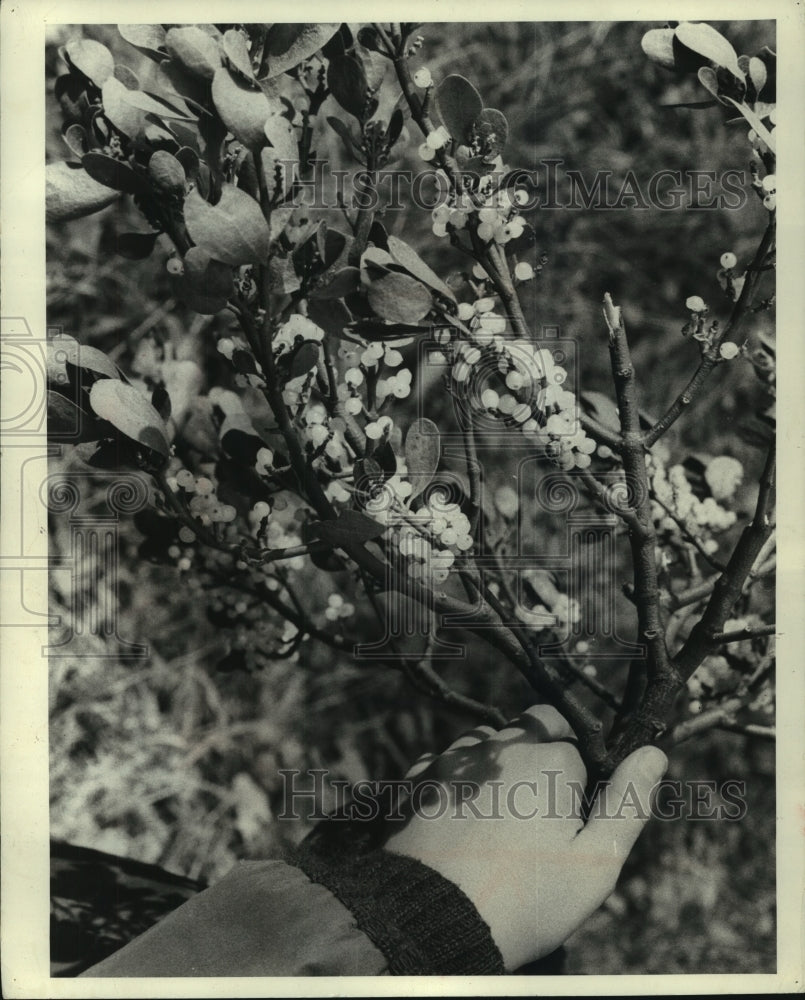 1966 Press Photo Mistletoe harvested by residents of Delmarva peninsula.-Historic Images