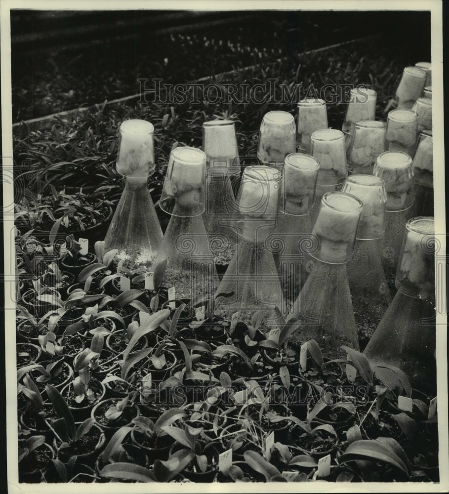 1955 Press Photo Orchid plants both new (growing in flasks) and a year old-Historic Images