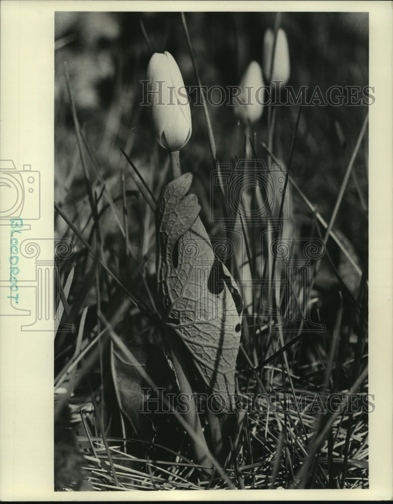 1975 Press Photo Spring Coat Like Leaf Caressing Blooming Blondroot - mjb86771 - Historic Images