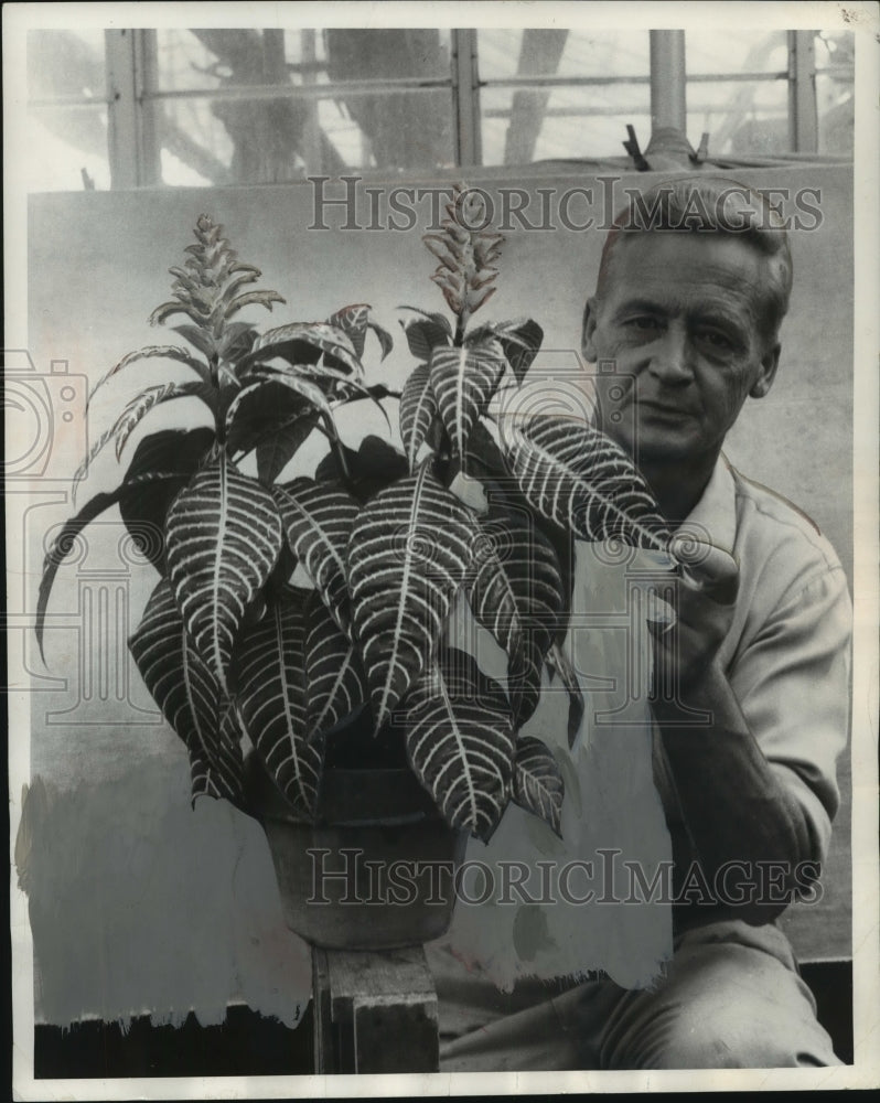 1956 Reiner Sandersen, Fairfield Greenhouses, with large Aphelandra-Historic Images