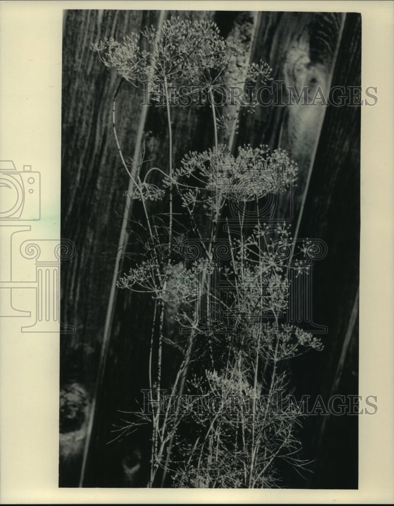 1984 Press Photo Dill plant with feathery branches and blue-green leaves - Historic Images