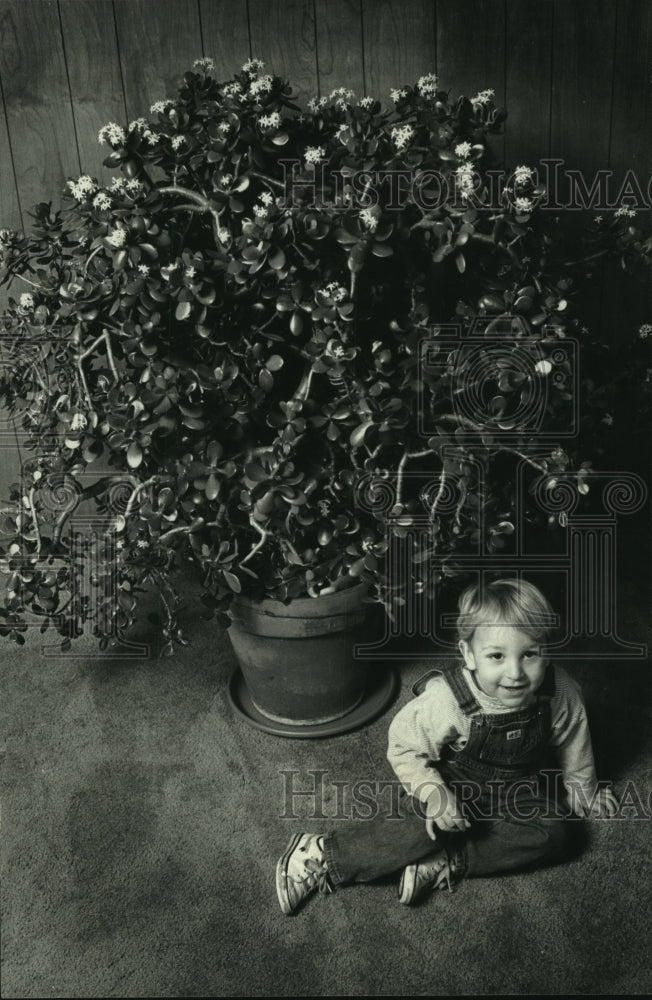 1992 A blossoming Jade plant and John Pandi&#39;s son Ryan. - Historic Images