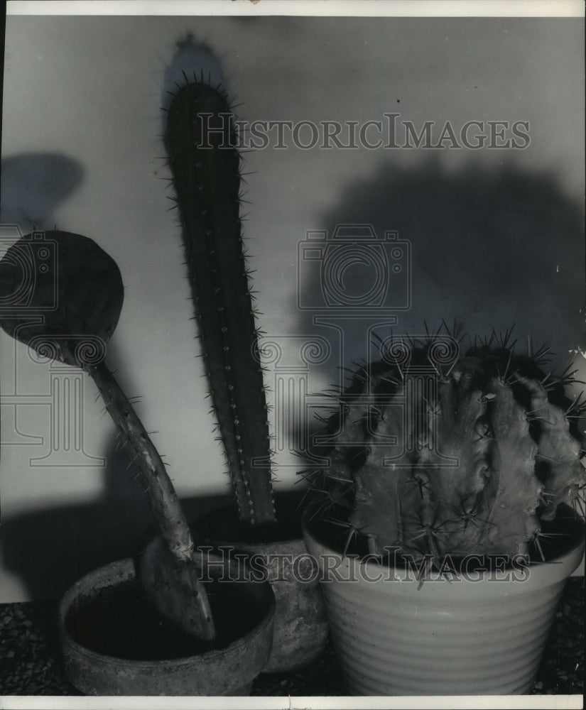 1956 Three cacti showing the variety of shapes of cacti.-Historic Images