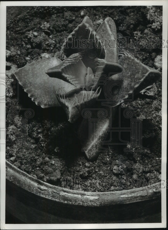 1956 A potted cactus that looks like it could bite.-Historic Images