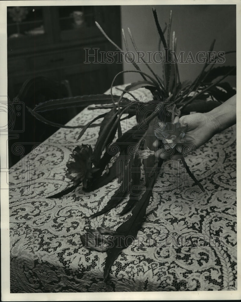1953 Orchid Cactus in Mrs. Buettner&#39;s home-Historic Images