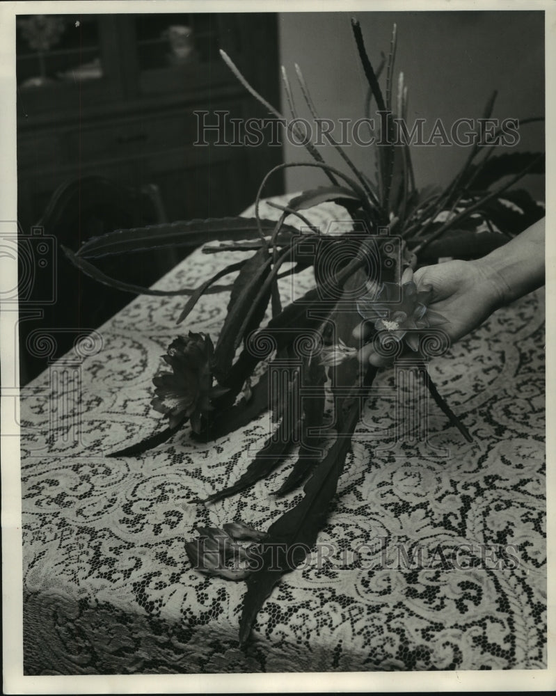 1953 Orchid Cactus in Mrs. Buettner's home-Historic Images