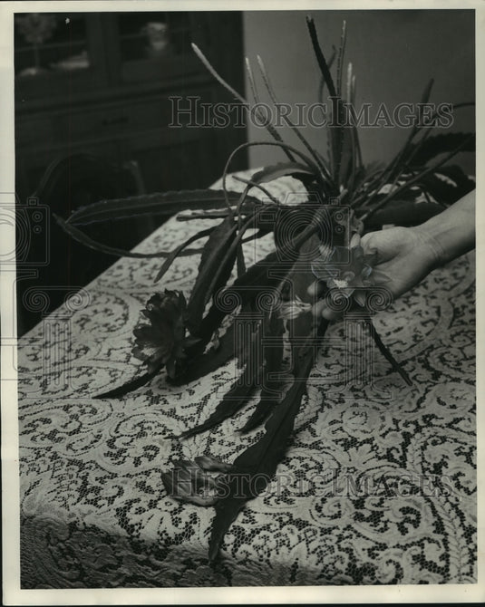 1953 Orchid Cactus in Mrs. Buettner's home-Historic Images