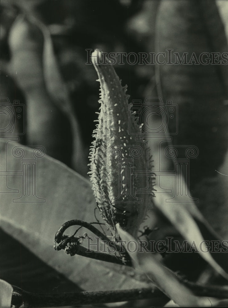 1985 A milkweed pod on Vernon Marsh - Historic Images